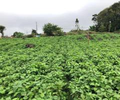 Terreno en venta – Cervantes de Cartago