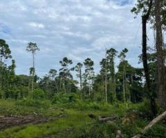 🌿 ¡Venta de Quintas en Armonía con la Naturaleza!🌿